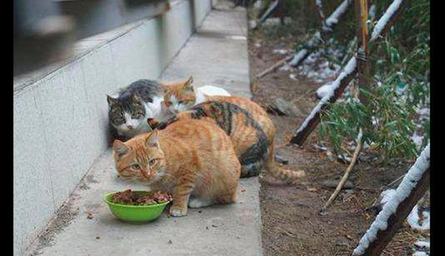 猫咪从4楼阳台跳下危在旦夕,小姐姐花3千元手术费救了