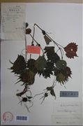 名称信息:boehmeria tricuspis,八角麻 (详情) 采集人号:刘继孟,10080