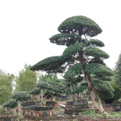 河北园林庭院罗汉松价格