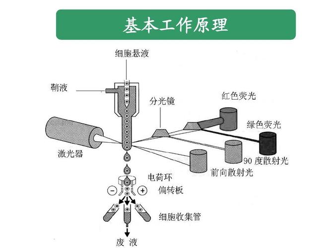流式细胞仪分析技术及应用 讲义ppt