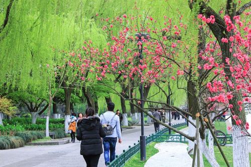西湖桃红柳绿图片