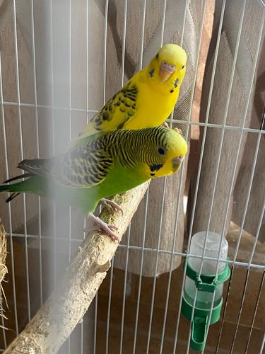 麻烦大佬辨认下虎皮鹦鹉公母