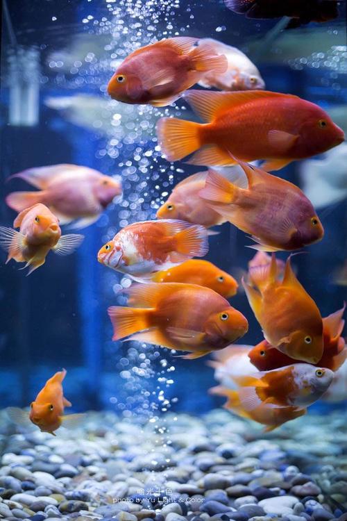 我的鱼儿吹泡泡!