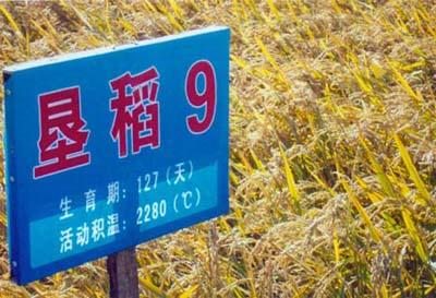 垦稻9(垦94-227)