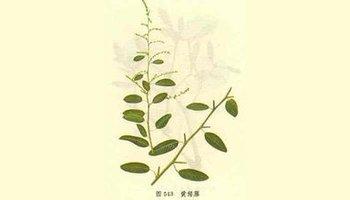 黄鳝藤-好搜百科