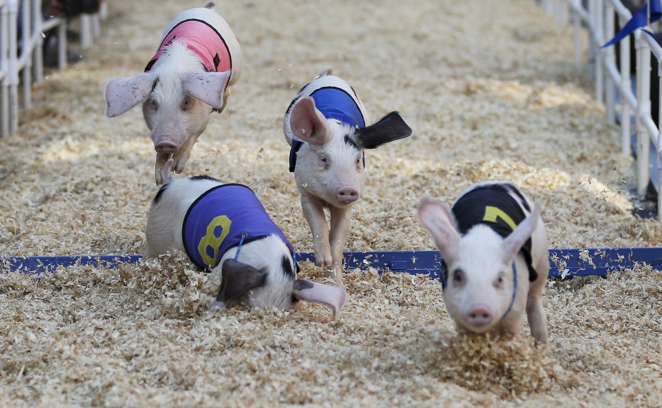 四只小猪参加赛跑.