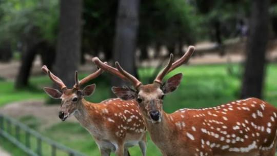 曲阜新鹿动物园