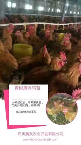 四川青脚麻鸡苗 四川青脚麻肉鸡苗 眉山温氏青脚麻鸡苗