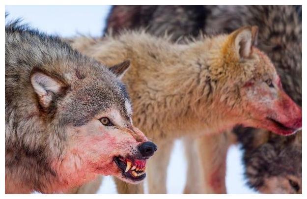 故事山中雪狼为报恩赡养了老人十年最后却又亲自咬死了老人