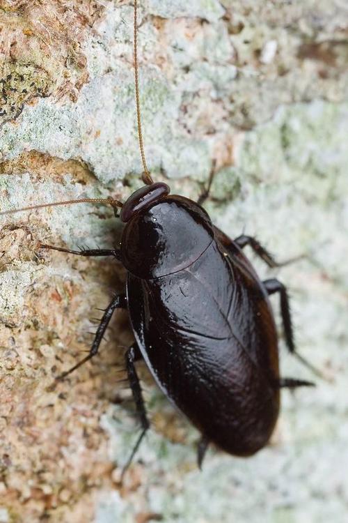 蜚蠊目·蜚蠊科:蜚蠊