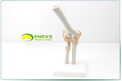 肘关节模型 尺骨 桡骨 肘韧带 模型骨骼模型