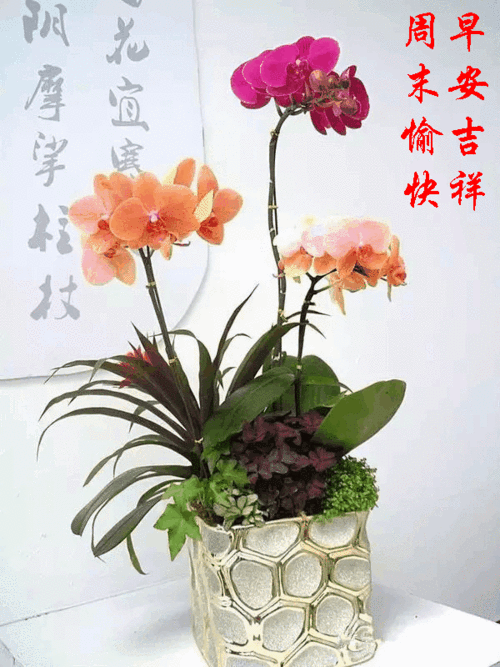 新的一天,祝朋友们:周末愉快!心情舒畅!家庭幸福!如意吉祥!合家安康!