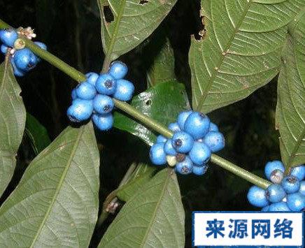 鸡屎树的功效与作用