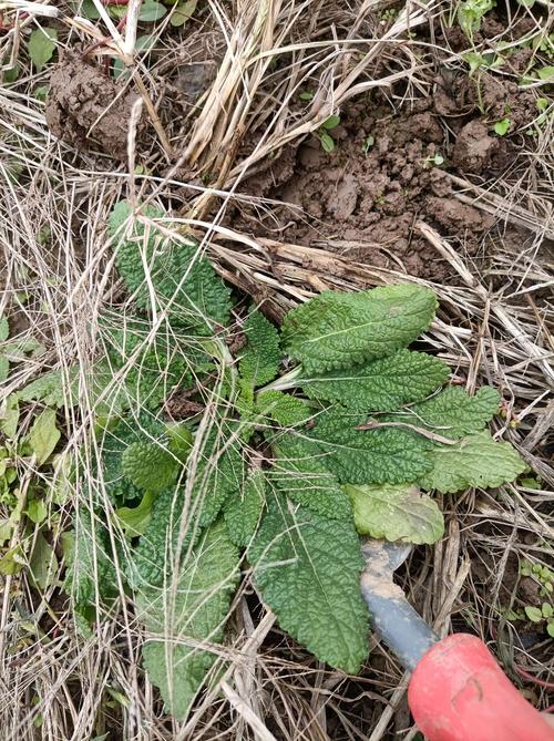 还有各种中草药,比如对咳嗽,支气管炎,咽炎有奇效的蛤蟆草