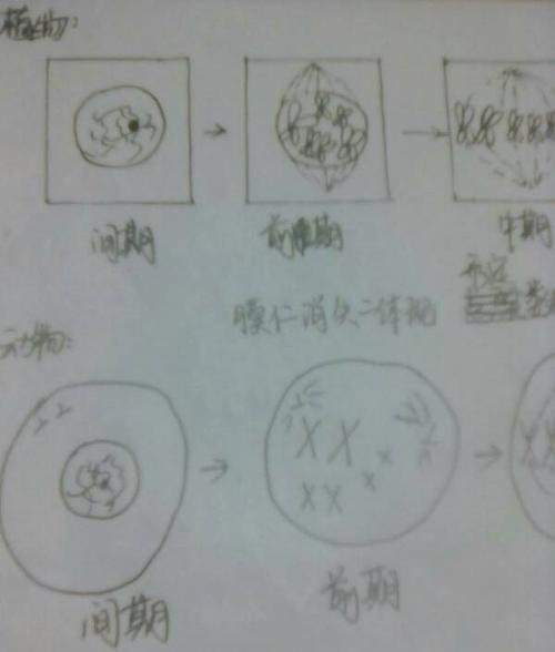 动物细胞有丝分解手画简图