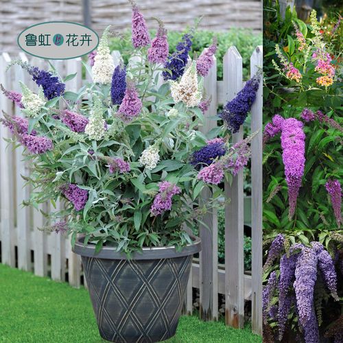 虾夷葱种苗 多年生耐寒宿根花卉 观赏与食用俱佳