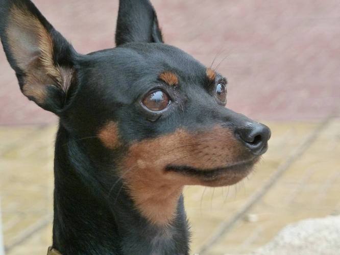 经过长时间的的观察我们发现小鹿犬的寿命一般在10-1