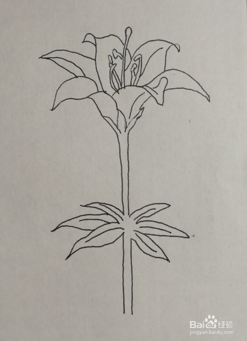 如何画一束漂亮的百合花卡通儿童简笔画?