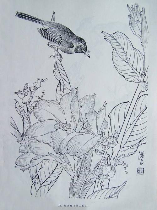 王满良白描花鸟作品欣赏