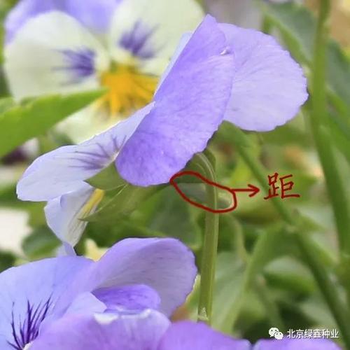 距:花距是某些植物的花瓣向后或向侧面延长成管状,兜状等形状的结构.