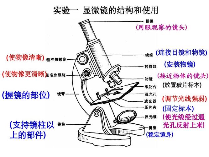 显微镜结构图及使用方法ppt