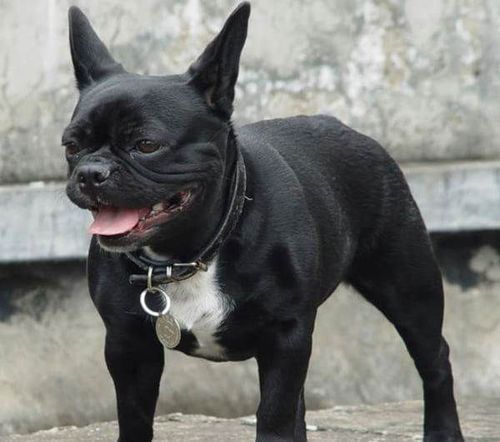 法国斗牛狗图片黑色(2)