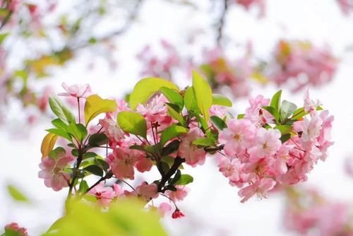 唐朝宰相贾躭曾写过一本《百花谱》 书中赞美海棠为 "花中神仙" 提及