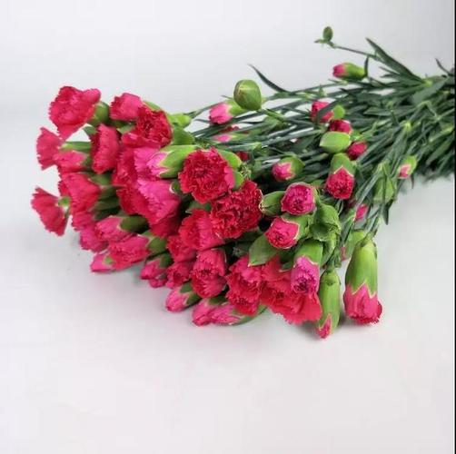 桃红色-多头康乃馨