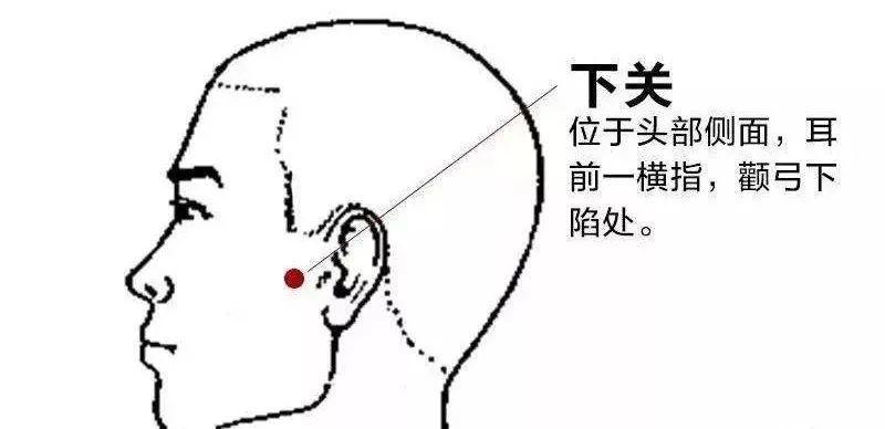 针灸常用腧穴——下关