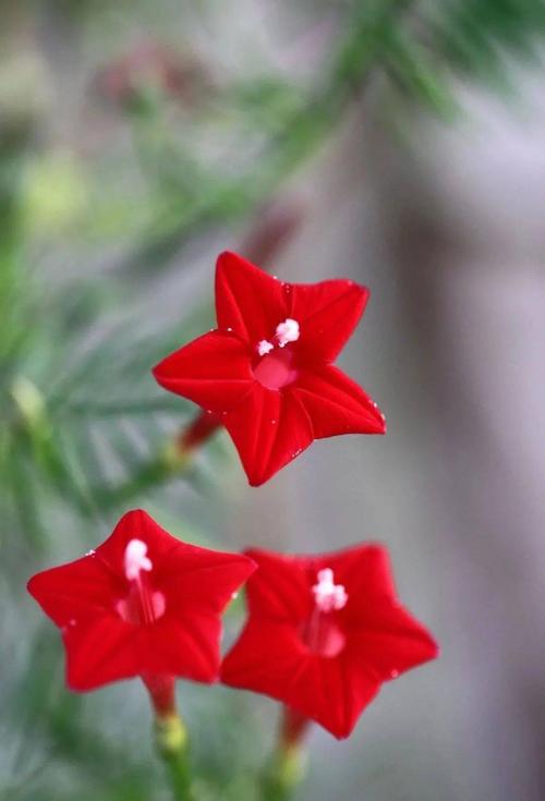 八一建军节五星花