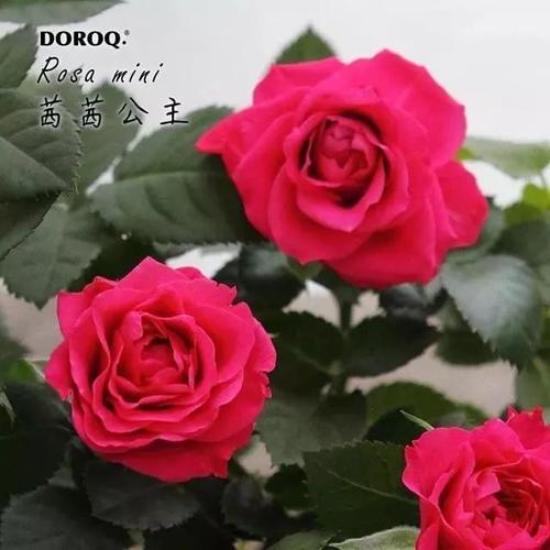 干货适合阳台党种植的微型月季玫瑰养护宝典