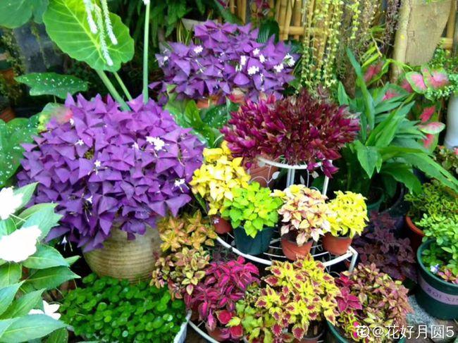 这花就是变色龙秋天放外边冻一冻红灿灿更美