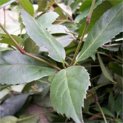  p>肿节风提取物,是祛风湿药,主治抗菌消炎,祛风通络,活血散结.