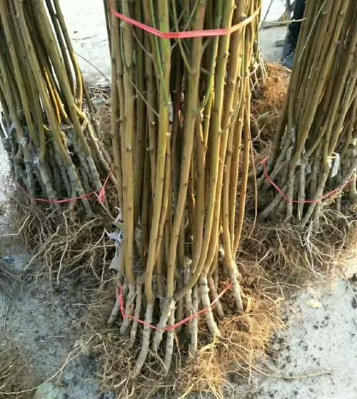 广东秋彤桃树苗供应商黑桃苗常年培育种子
