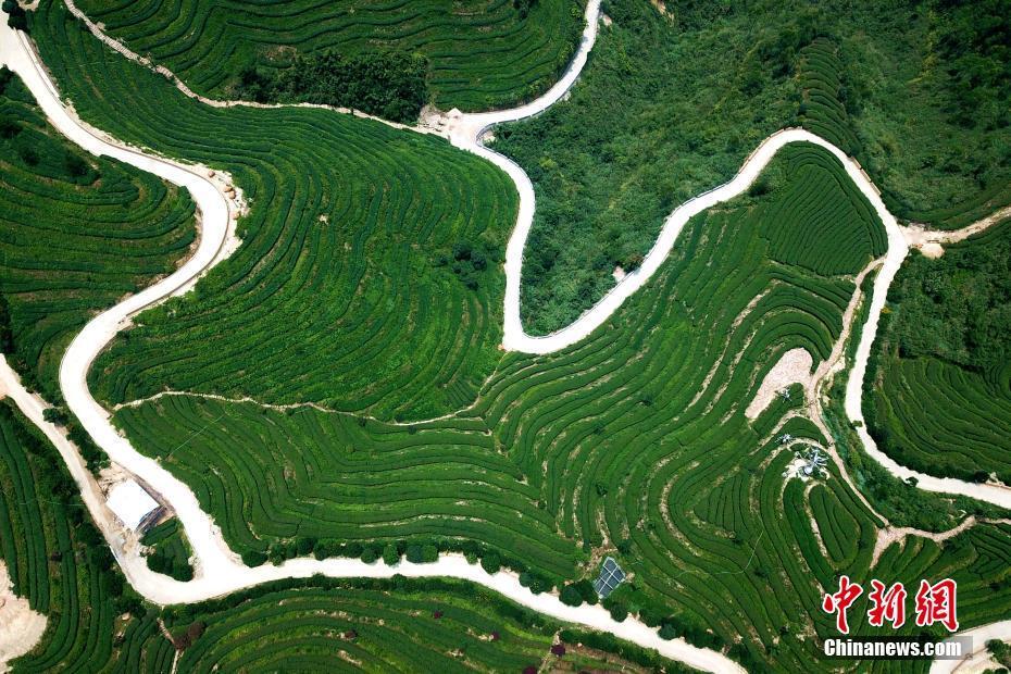 航拍福建平和壮观的茶山梯田