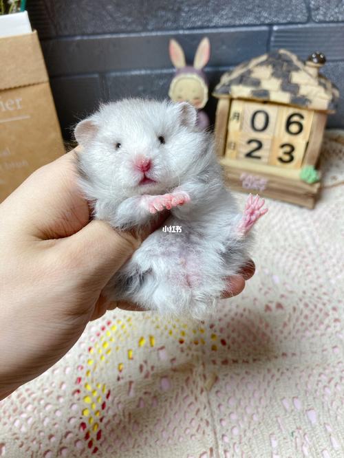 金丝熊仓鼠_金丝熊_仓鼠_宠物_宠物其他