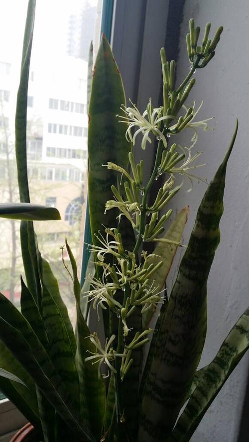 虎皮兰开花了,有什么寓意么?