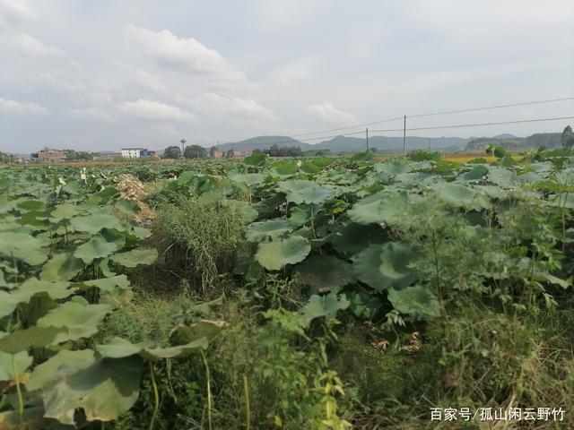 九重皮!覃塘莲藕
