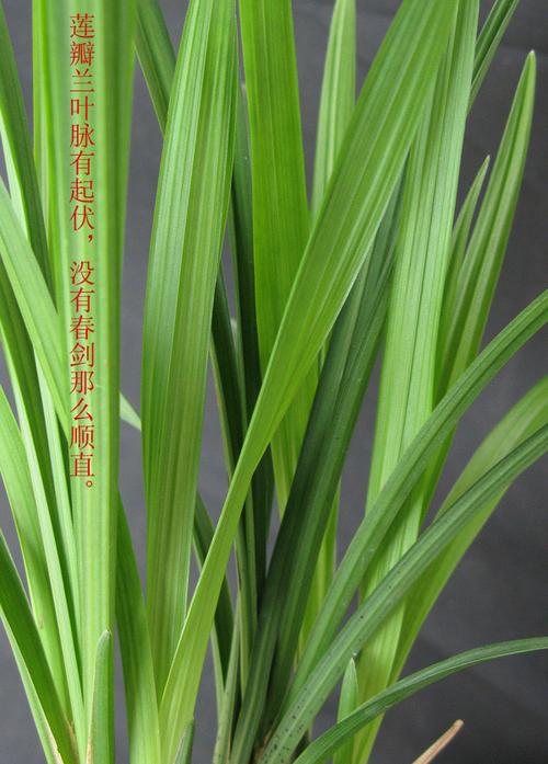 春剑莲瓣叶片对比辨别图鉴