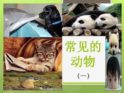 "常见的动物"教学设计的ppt