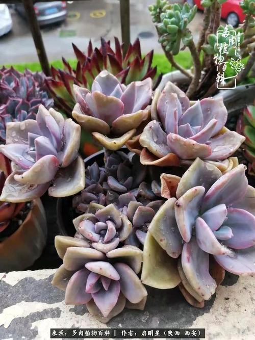 杜里万,特别喜欢它现在的状态,上面的暗纹清晰可见.