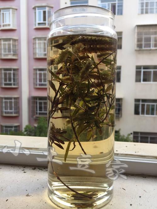 野生花草茶云南特产茶叶野生小山茶东紫苏梭罗茶烧烤凉茶散装300g