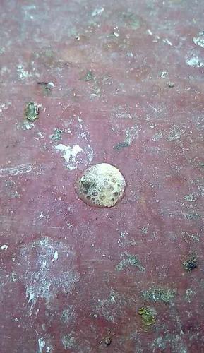 准确判断鸽子的沙门氏,千万别把沙门氏和球虫弄混淆