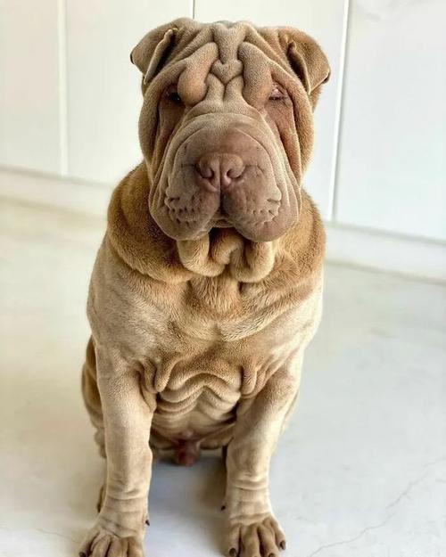 养了个沙皮狗,网友看晕了:你为啥养毛巾?