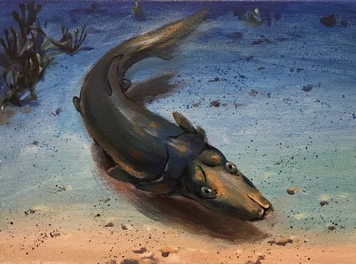 bizarre "platypus fish" found on australia"s original reef