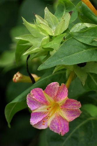 【紫茉莉】紫茉莉科,紫茉莉属