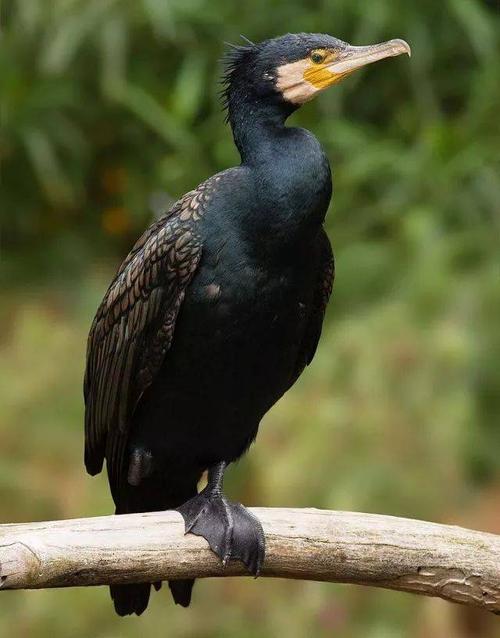 全身黑色的普通鸬鹚,连脚都是黑的.图片:jj harrison / wikimedia