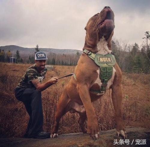 恶霸犬,还是巨型的!你说怕不怕!