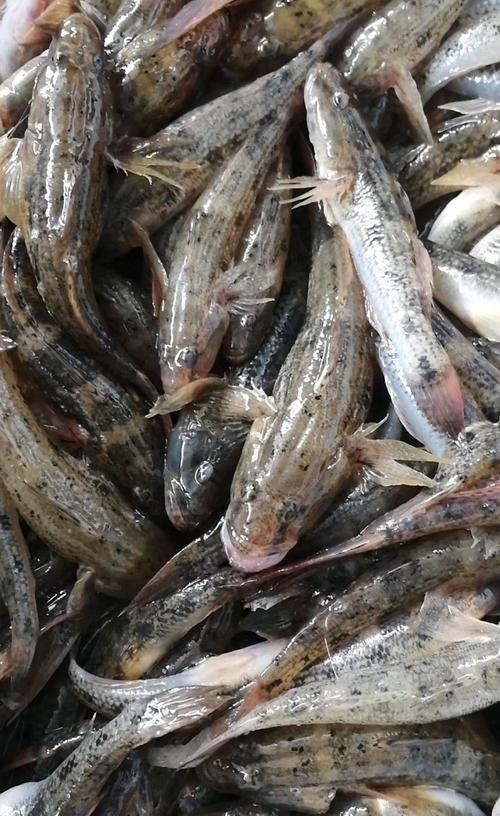 潮汕野生狗母笋壳鱼海捕鱼营养煲汤海鱼鲜活其它