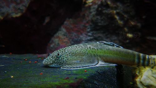 斑马秉氏吸鳅原生冷水鱼观赏鱼溪流爬岩鳅拟琵琶鱼